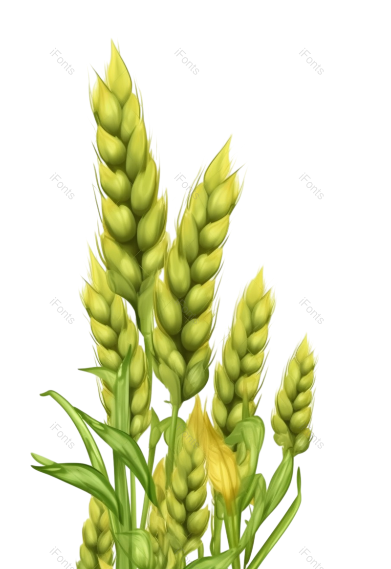 芒种图片,小满元素,清新PNG,麦子免抠素材